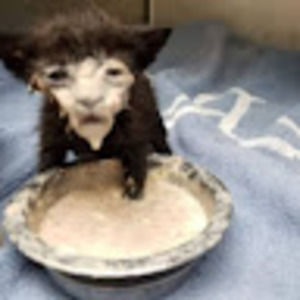 Meet your Posher, Chip